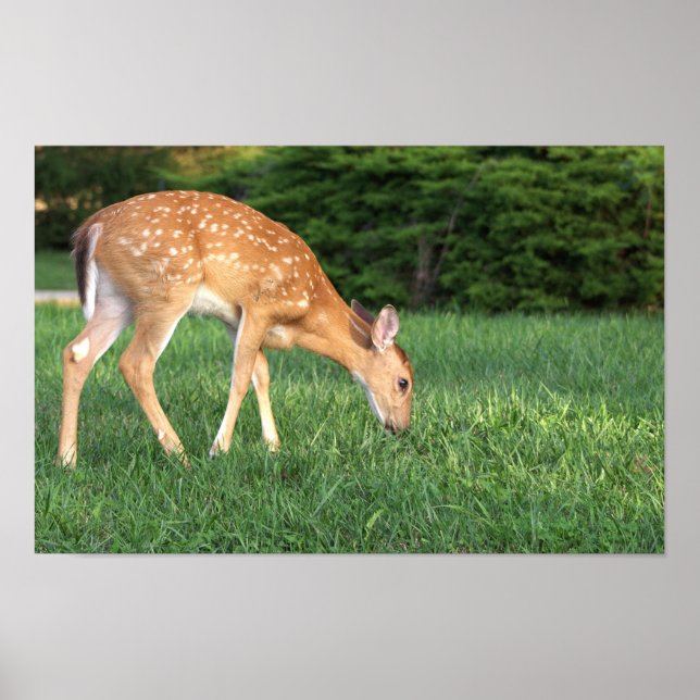 Póster Poster Deer (Frente)