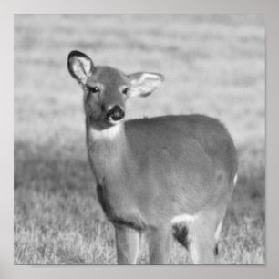 Póster Poster Deer
