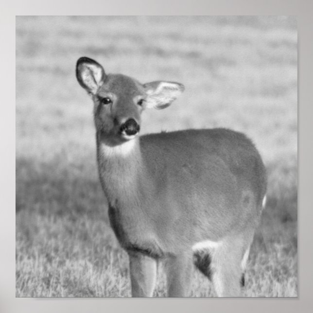 Póster Poster Deer (Frente)