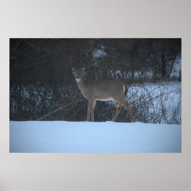 Póster Poster Deer in Snow (Frente)