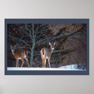 Póster Poster Deer in Snow
