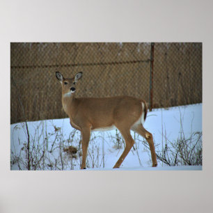 Póster Poster Deer in Snow