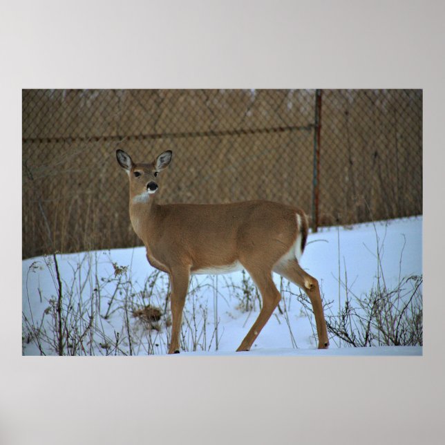 Póster Poster Deer in Snow (Frente)
