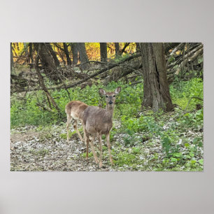 Póster Poster Deer in Woods