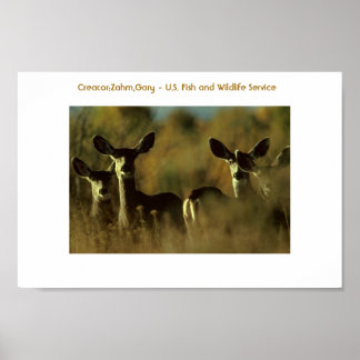 Póster Poster / Deer / Mule Deer Herd
