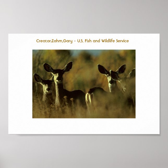 Póster Poster / Deer / Mule Deer Herd (Frente)