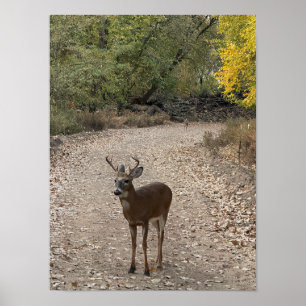 Póster Poster Deer on Trail
