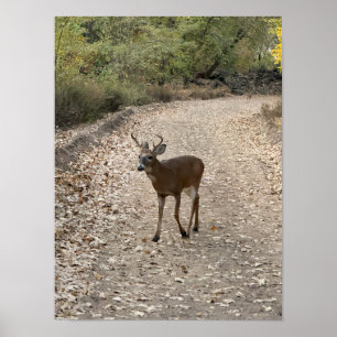Póster Poster Deer on Trail