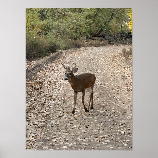Póster Poster Deer on Trail (Frente)