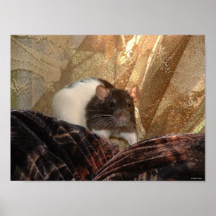 Póster Poster del Aardvark