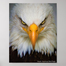 Póster Poster del águila calva norteamericana