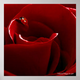 Póster Poster del amor de la mariquita