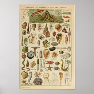 Póster Poster del animal del océano de los crustáceos del