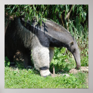 Póster Poster del Anteater gigante