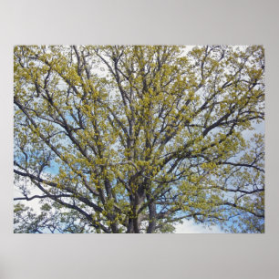 Póster Poster del árbol de nuez