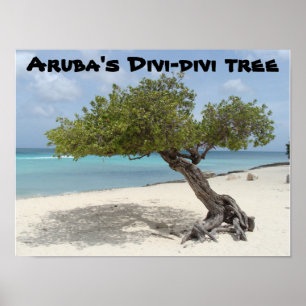 Póster Poster del árbol del Divi-divi de Aruba