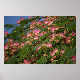 Póster Poster del árbol del Mimosa