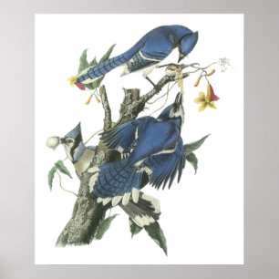 Póster Poster del arrendajo azul de Audubon