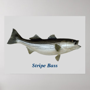 Póster Poster del bajo de la raya