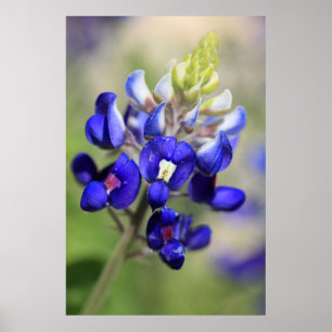 Póster Poster del Bluebonnet de Tejas