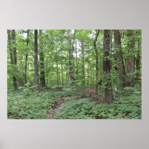 Póster Poster del bosque