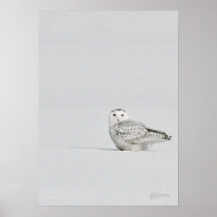 Póster Poster del búho Nevado