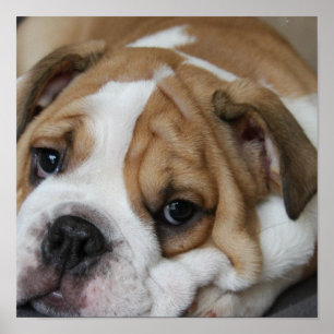 Póster Poster del bulldog el dormir