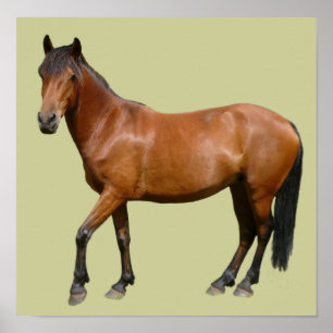 Póster Poster del caballo de Exmoor