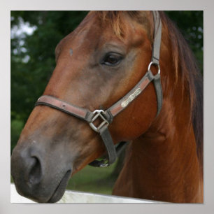 Póster Poster del caballo de la castaña dulce