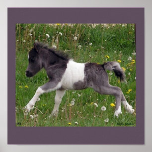 Póster Poster del caballo del bebé