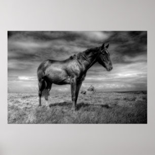 Póster Poster del caballo oscuro