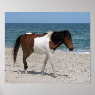 Póster Poster del caballo salvaje