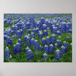 Póster Poster del campo de los Bluebonnets