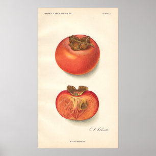 Póster Poster del caqui del vintage