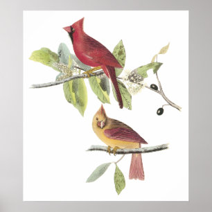 Póster Poster del cardenal de Audubon
