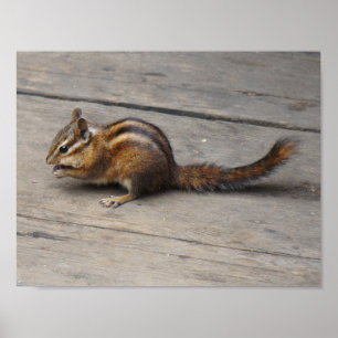 Póster Poster del Chipmunk