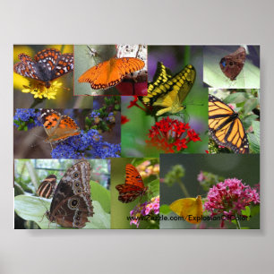 Póster Poster del collage de la mariposa