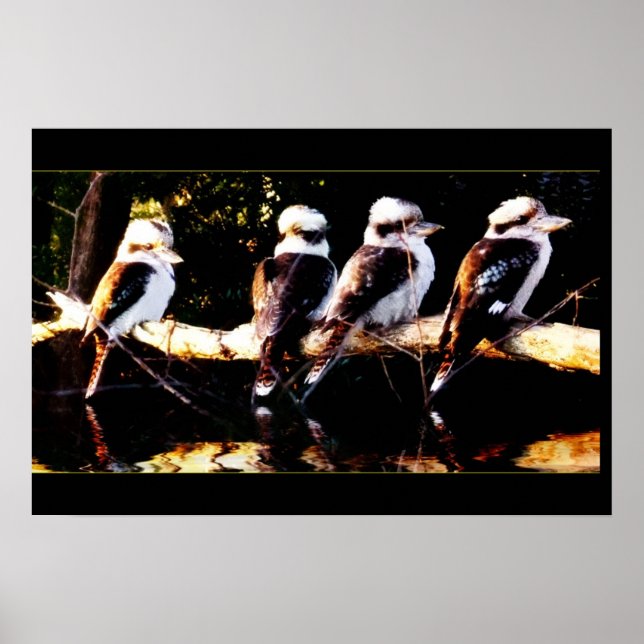 Póster Poster del coro de Kookaburra (Frente)