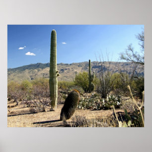 Póster Poster del desierto 03 de Sonoran