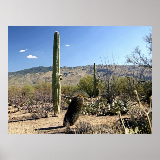 Póster Poster del desierto de Sonoran 03 (Frente)