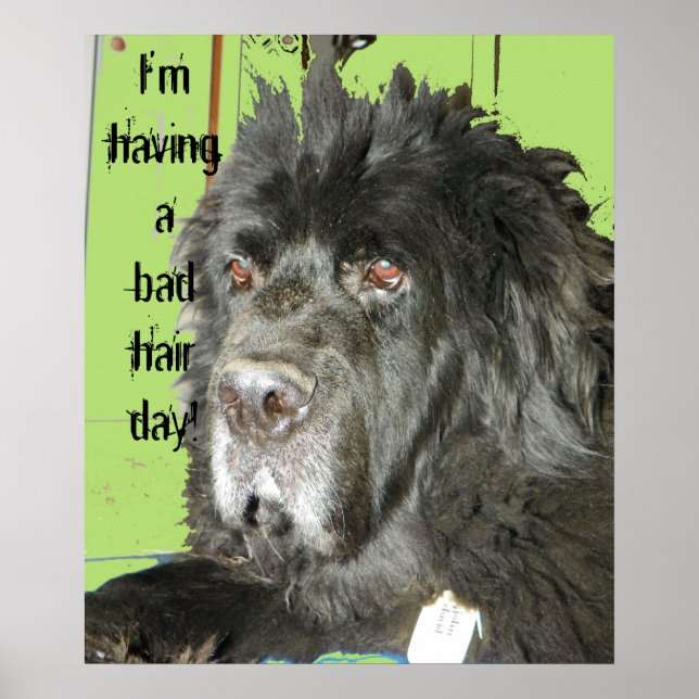 Póster Poster del Día del Perro Malo Pelo en Terranova (Frente)