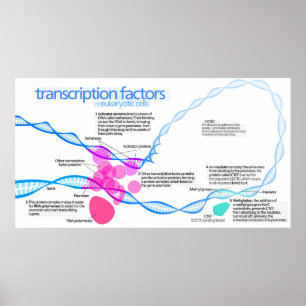Póster Poster del diagrama de factores de transcripción d