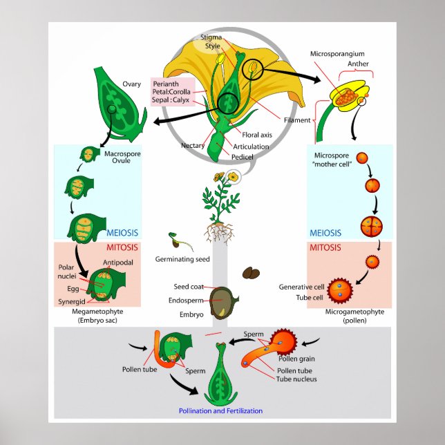 Póster Poster del Diagrama del ciclo de vida de la planta (Frente)