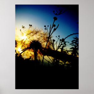 Póster Poster del diente de león