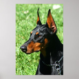 Póster Poster del Doberman