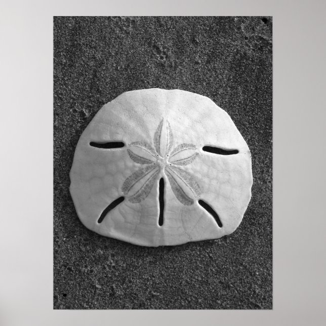 Póster Poster del dólar de arena (blanco y negro) (Frente)