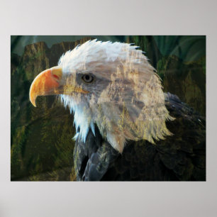 Póster Poster del Eagle Bald