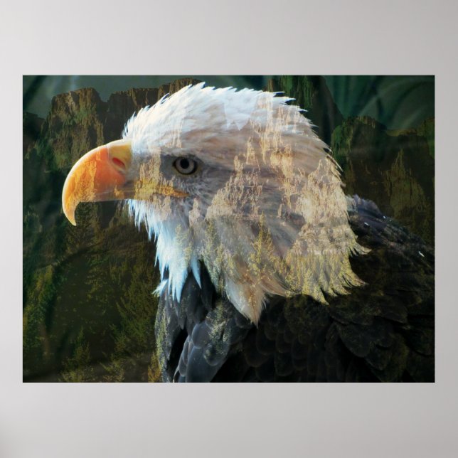 Póster Poster del Eagle Bald (Frente)