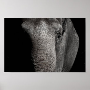 Póster Poster del elefante