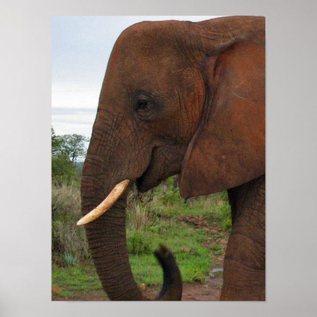 Póster Poster del Elefante Superior en África (Frente)
